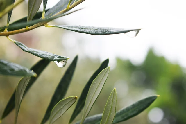 Olive Young Shopping Guide: How to Spot the Latest K-Beauty Trends
