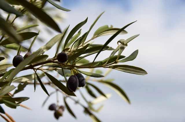 Olive Young Shopping Guide: 4 Ways to Identify K-Beauty Trends